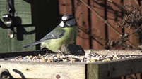 BLUETIT ON THE BIRDTABLE
